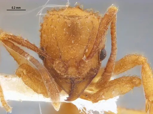 Paratrachymyrmex carib specimen MZSPHYM0127510 image mzsphym0127510_2