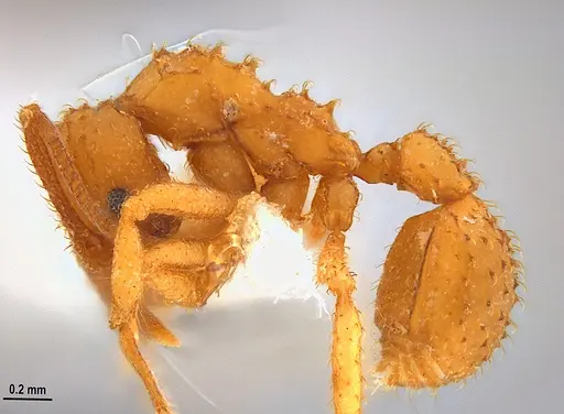 Paratrachymyrmex carib specimen MZSPHYM0127510 image mzsphym0127510_3