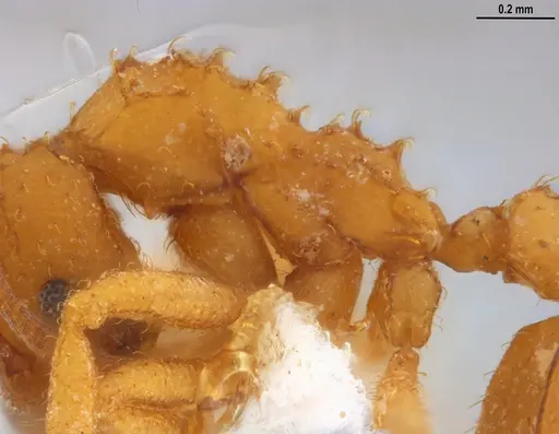 Paratrachymyrmex carib specimen MZSPHYM0127510 image mzsphym0127510_4