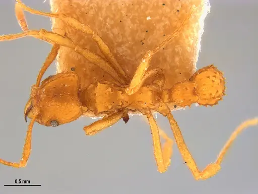 Paratrachymyrmex levis specimen MZSPHYM0135908 image mzsphym0135908_1