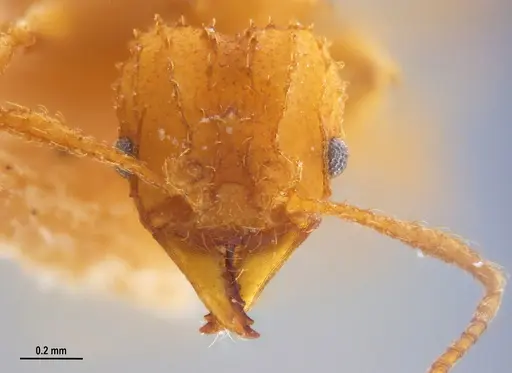 Paratrachymyrmex levis specimen MZSPHYM0135908 image mzsphym0135908_2