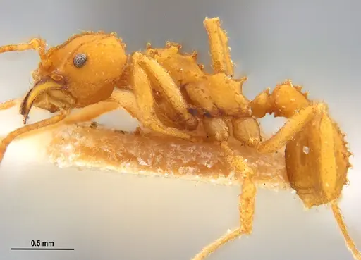 Paratrachymyrmex levis specimen MZSPHYM0135908 image mzsphym0135908_3