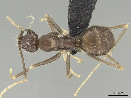 Paratrechina ankarana specimen CASENT0454372 image casent0454372_1