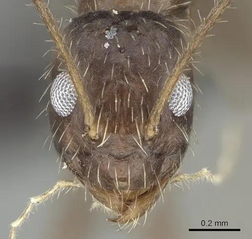 Paratrechina ankarana specimen CASENT0454372 image casent0454372_2