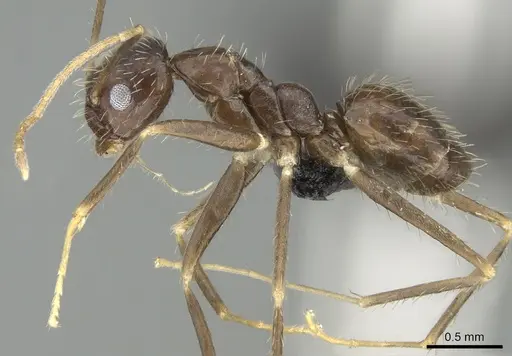 Paratrechina ankarana specimen CASENT0454372 image casent0454372_3