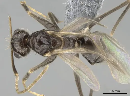Paratrechina ankarana specimen CASENT0701215 image casent0701215_1