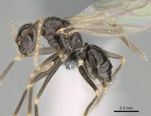 Paratrechina ankarana specimen CASENT0701215 image casent0701215_3