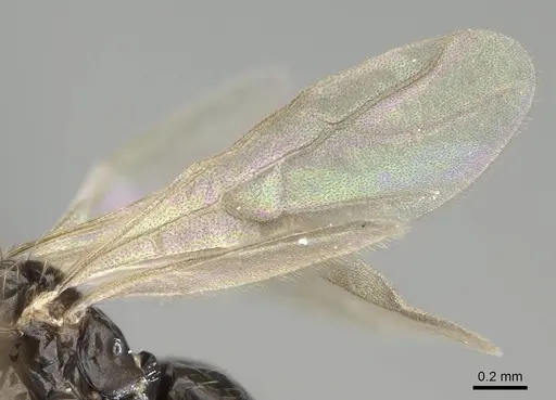 Paratrechina ankarana specimen CASENT0701215 image casent0701215_4