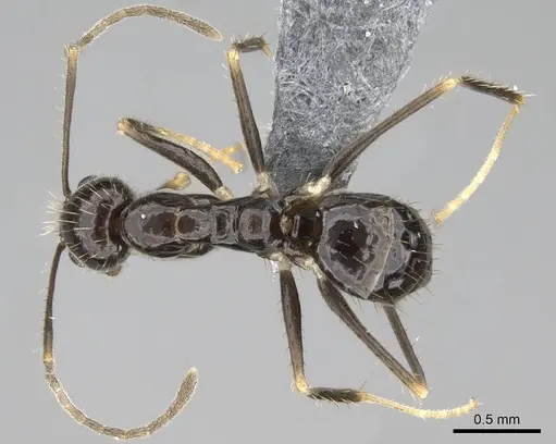 Paratrechina ankarana specimen CASENT0701219 image casent0701219_1