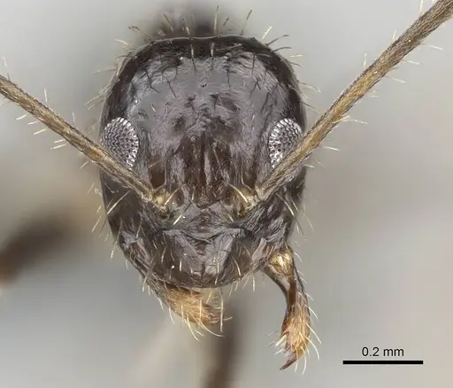 Paratrechina ankarana specimen CASENT0701219 image casent0701219_2