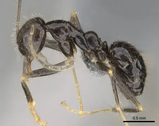 Paratrechina ankarana specimen CASENT0701219 image casent0701219_3