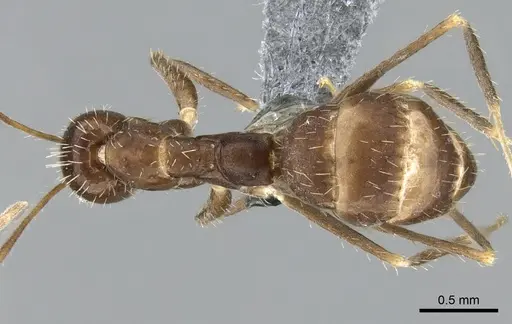 Paratrechina ankarana specimen CASENT0906651 image casent0906651_1