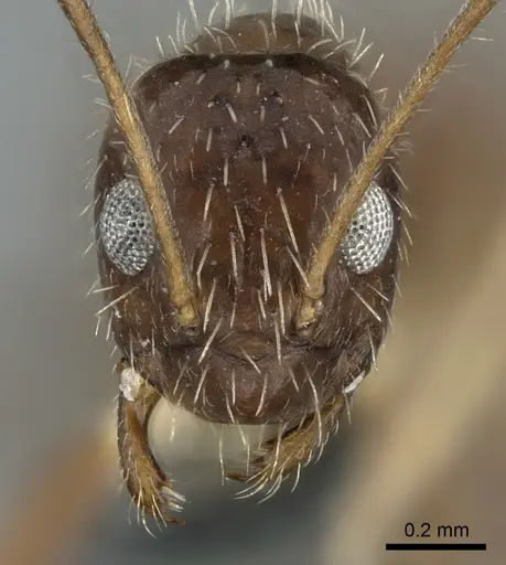 Paratrechina ankarana specimen CASENT0906651 image casent0906651_2