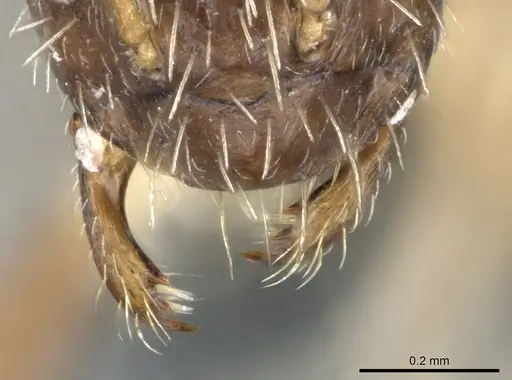 Paratrechina ankarana specimen CASENT0906651 image casent0906651_3