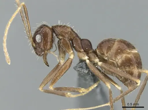 Paratrechina ankarana specimen CASENT0906651 image casent0906651_4