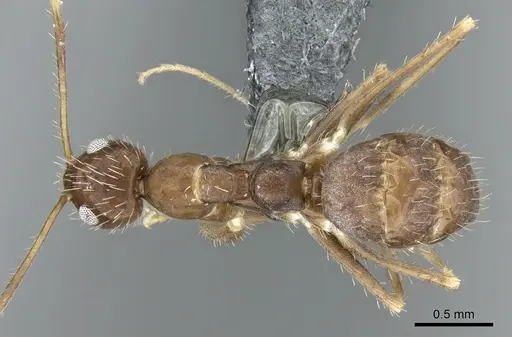 Paratrechina ankarana specimen CASENT0906652 image casent0906652_1