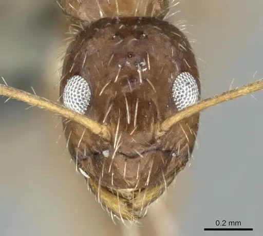 Paratrechina ankarana specimen CASENT0906652 image casent0906652_2