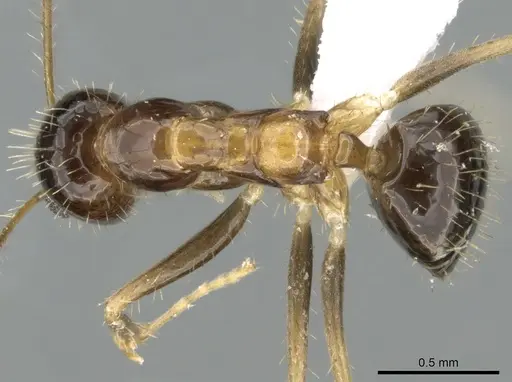 Paratrechina antsingy specimen CASENT0429400 image casent0429400_1