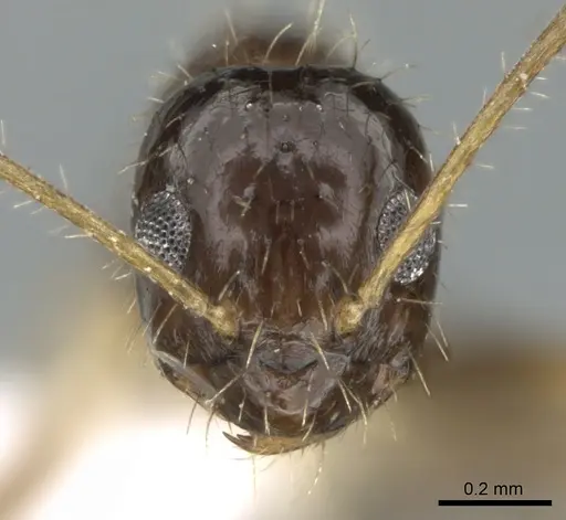 Paratrechina antsingy specimen CASENT0429400 image casent0429400_2