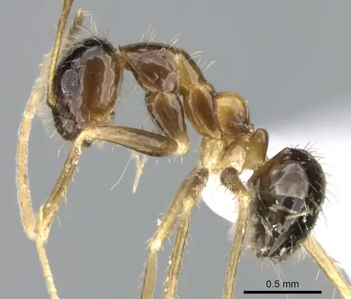 Paratrechina antsingy specimen CASENT0429400 image casent0429400_3