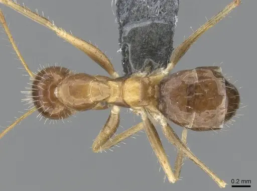 Paratrechina antsingy specimen CASENT0906915 image casent0906915_1