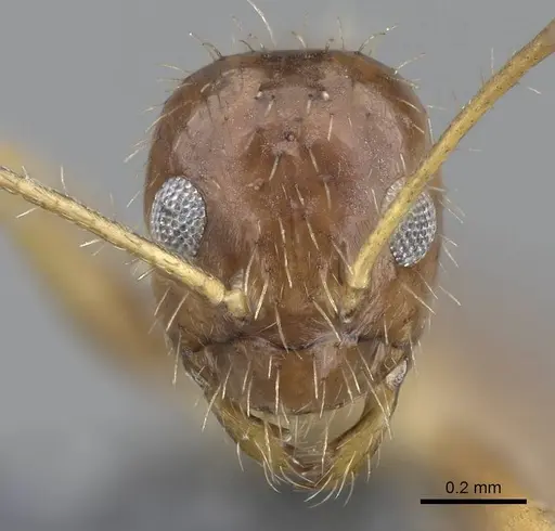 Paratrechina antsingy specimen CASENT0906915 image casent0906915_2