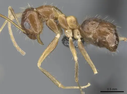 Paratrechina antsingy specimen CASENT0906915 image casent0906915_3