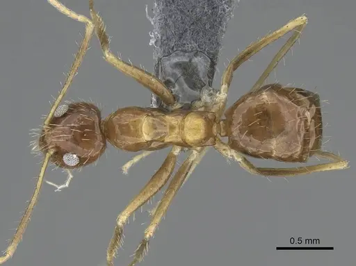 Paratrechina antsingy specimen CASENT0906916 image casent0906916_1