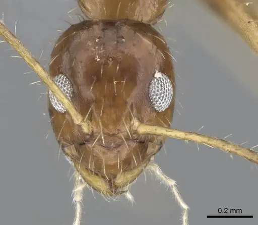 Paratrechina antsingy specimen CASENT0906916 image casent0906916_2
