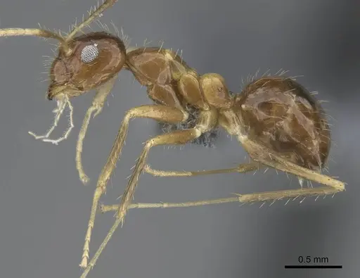 Paratrechina antsingy specimen CASENT0906916 image casent0906916_3