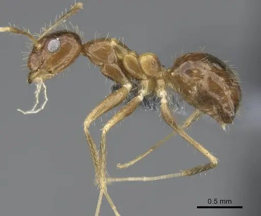 Paratrechina antsingy specimen CASENT0906916 image casent0906916_4