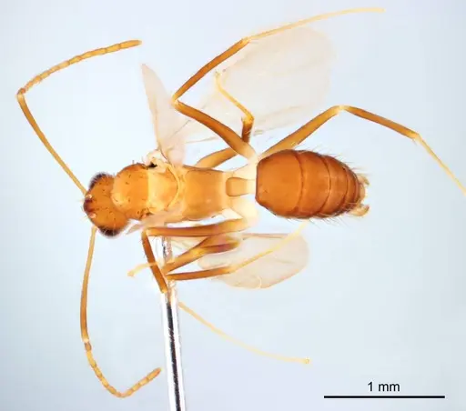 Paratrechina longicornis specimen ANTWEB1008692 image antweb1008692_1