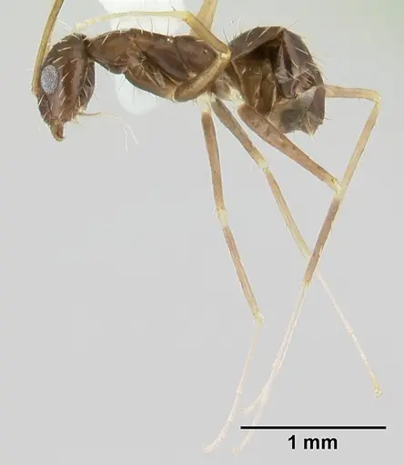 Paratrechina longicornis specimen CASENT0178400 image casent0178400_4