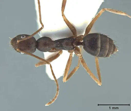 Paratrechina umbra specimen USNMENT00755067 image usnment00755067_1