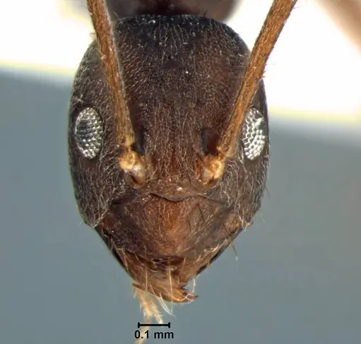Paratrechina umbra specimen USNMENT00755067 image usnment00755067_2