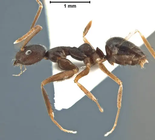 Paratrechina umbra specimen USNMENT00755067 image usnment00755067_3