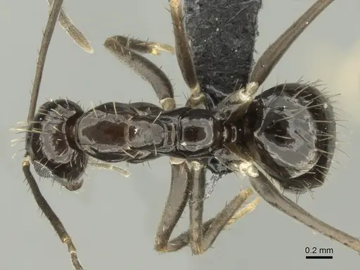 Paratrechina zanjensis specimen CASENT0128086 image casent0128086_1