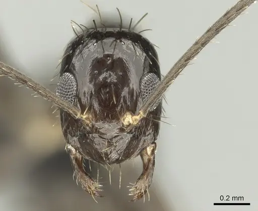 Paratrechina zanjensis specimen CASENT0128086 image casent0128086_2