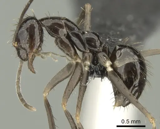 Paratrechina zanjensis specimen CASENT0128086 image casent0128086_4