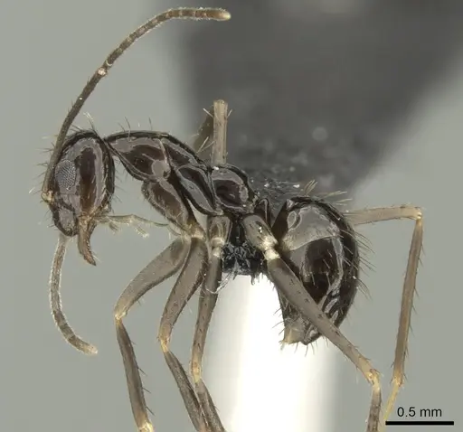 Paratrechina zanjensis specimen CASENT0128086 image casent0128086_5