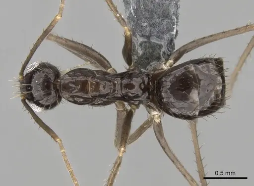 Paratrechina zanjensis specimen CASENT0280583 image casent0280583_1