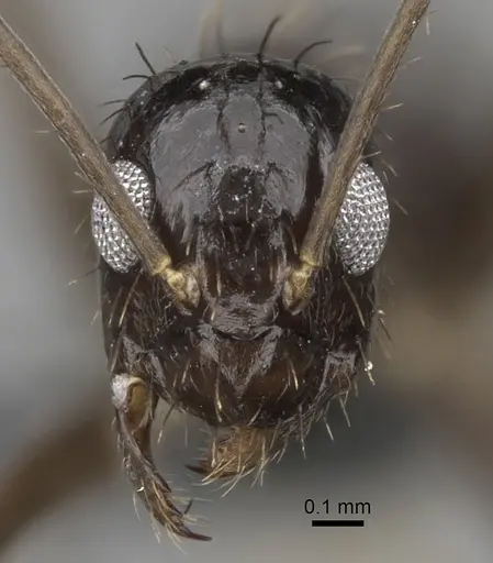 Paratrechina zanjensis specimen CASENT0280583 image casent0280583_2