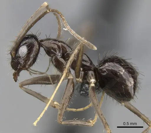 Paratrechina zanjensis specimen CASENT0280583 image casent0280583_3