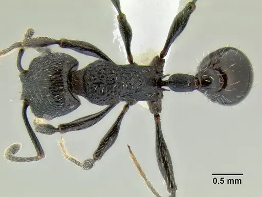 Patagonomyrmex angustus specimen CASENT0106125 image casent0106125_1