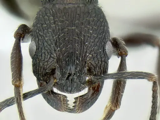 Patagonomyrmex angustus specimen CASENT0106125 image casent0106125_2
