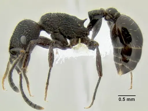 Patagonomyrmex angustus specimen CASENT0106125 image casent0106125_3