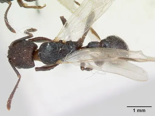 Patagonomyrmex angustus specimen CASENT0173371 image casent0173371_1