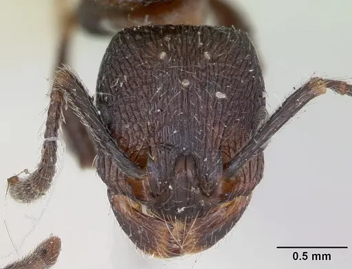 Patagonomyrmex angustus specimen CASENT0173371 image casent0173371_2