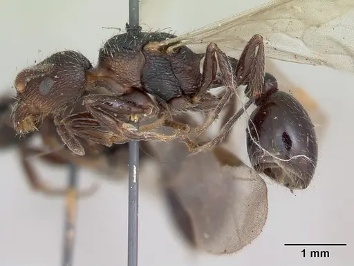 Patagonomyrmex angustus specimen CASENT0173371 image casent0173371_3