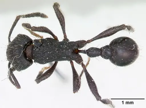 Patagonomyrmex angustus specimen CASENT0173374 image casent0173374_1